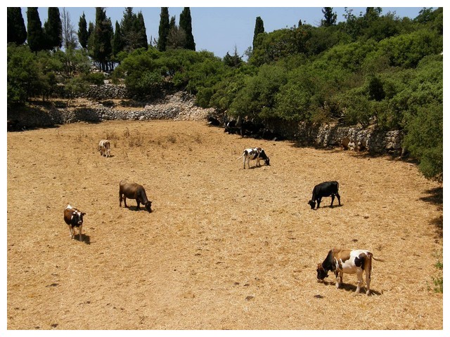 zvire - kravicky.jpg