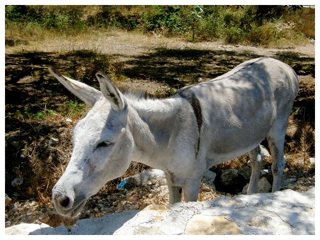 Zvire - oslik.jpg